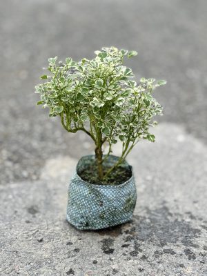 Aralia Small