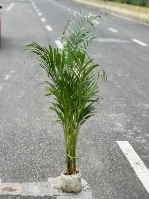 Areca Palm
