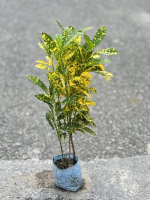 Baby Croton