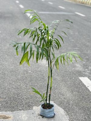 Bamboo Palm