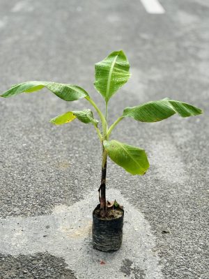 Banana Plant