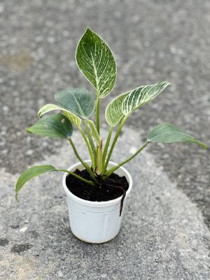 Birkin Plant