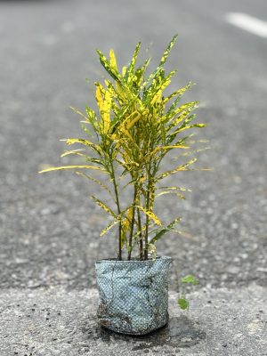 Chironji Croton