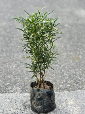 Chironji Croton Green