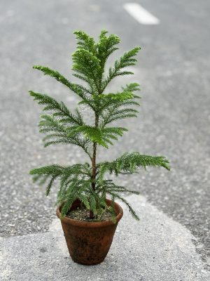 Christmas Tree Small