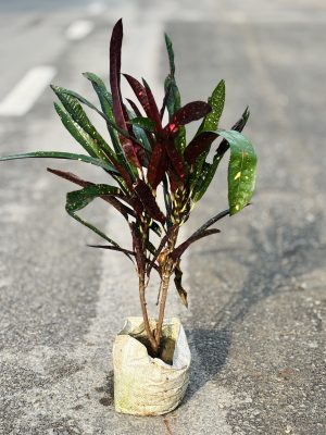 Croton Vary