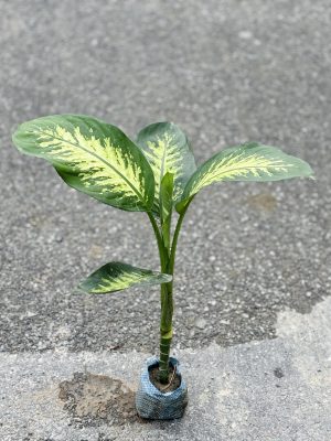 Diffin Small