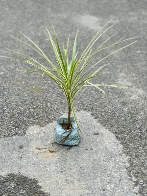 Dracaena Colorama Green