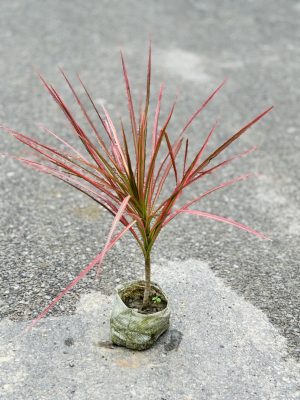 Dracaena Colorama Pink