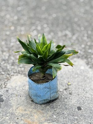 Dracaena Compacta