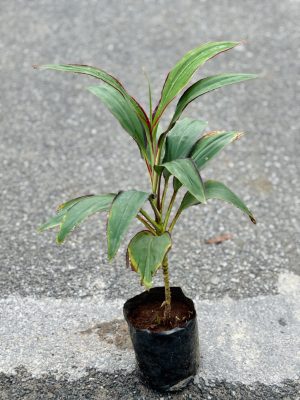 Dracaena Green