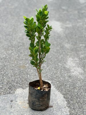 Ficus Microcarpa
