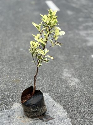 Ficus Safari