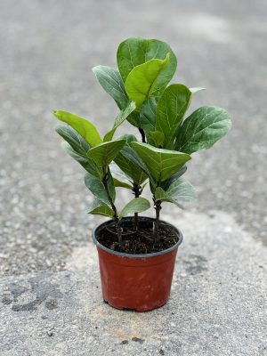Fig Plant