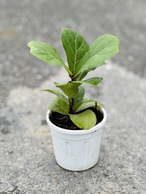 Fig Plant Small