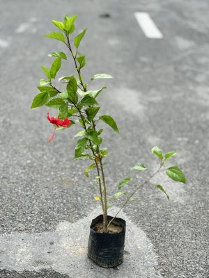 Hibiscus Red