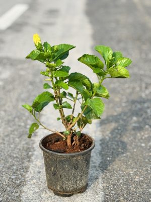 Hibiscus Yellow