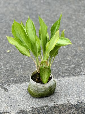 Ice Aglaonema