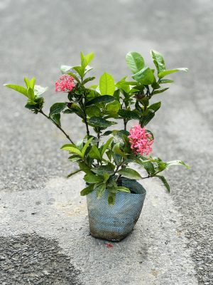 Ixora Pink