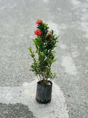 Ixora Red