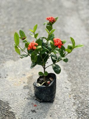 Ixora Red Small