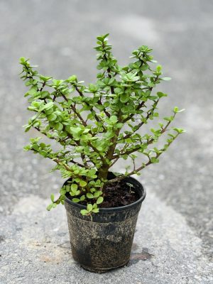 Jade Bonsai
