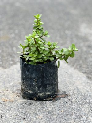 Jade