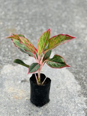 Lipstick Aglaonema