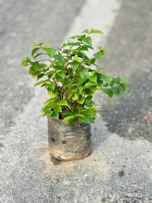 Madhumalti