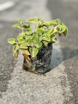 Mint Plant