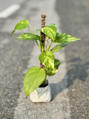Money Plant Climber Small