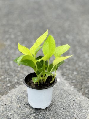 Money Plant Golden
