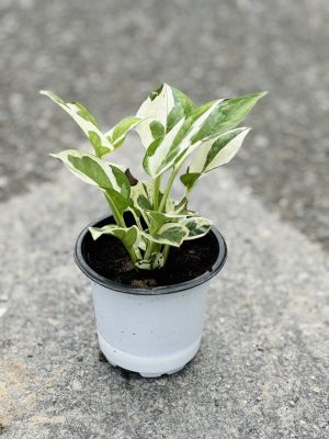 Money Plant Marble