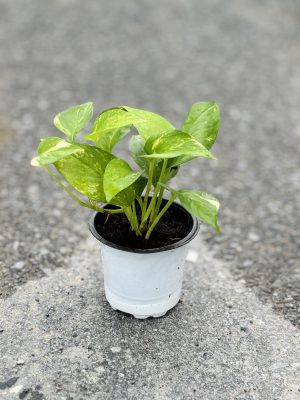 Money Plant Variegated