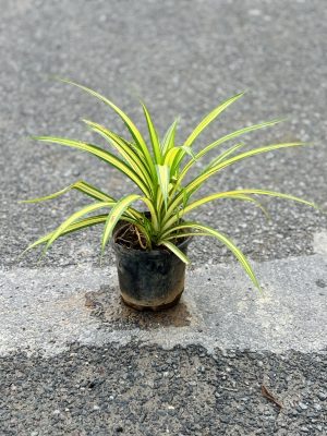 Pandanus