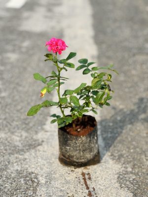 Rose Pink