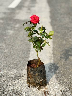 Rose Red