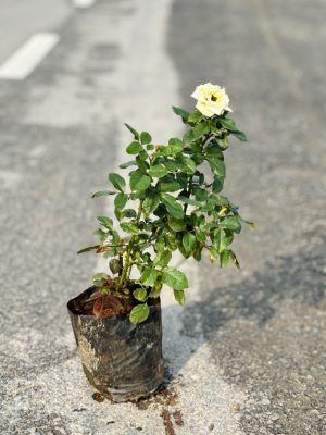 Rose White