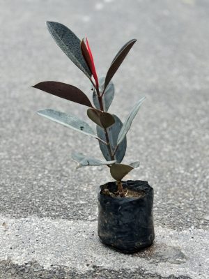 Rubber Plant
