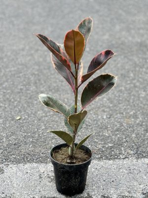 Rubber Plant Hybrid