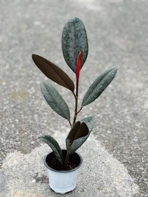 Rubber Plant Small