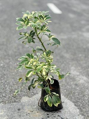 Saplera Large