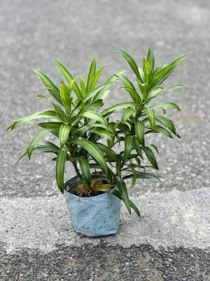 Song Of India Green