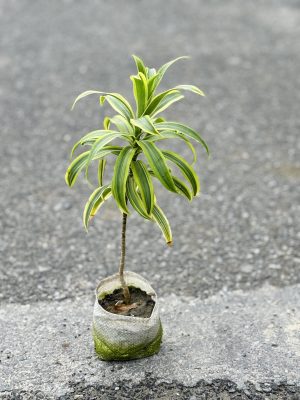 Song Of India Small