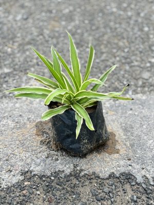 Spider Plant