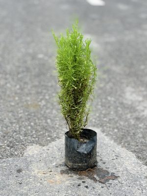 Summer Cypress
