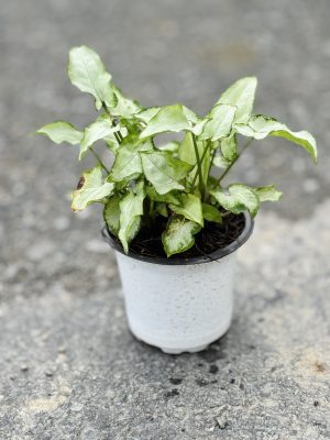 Syngonium Green