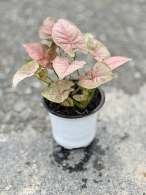 Syngonium Pink