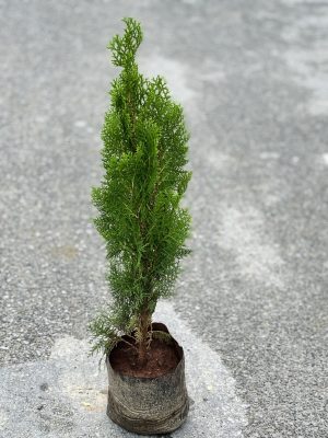 Thuja
