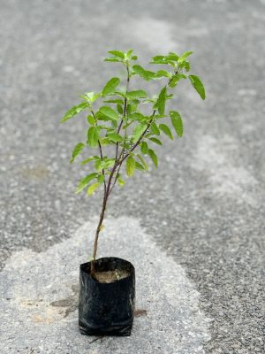 Tulsi Rama
